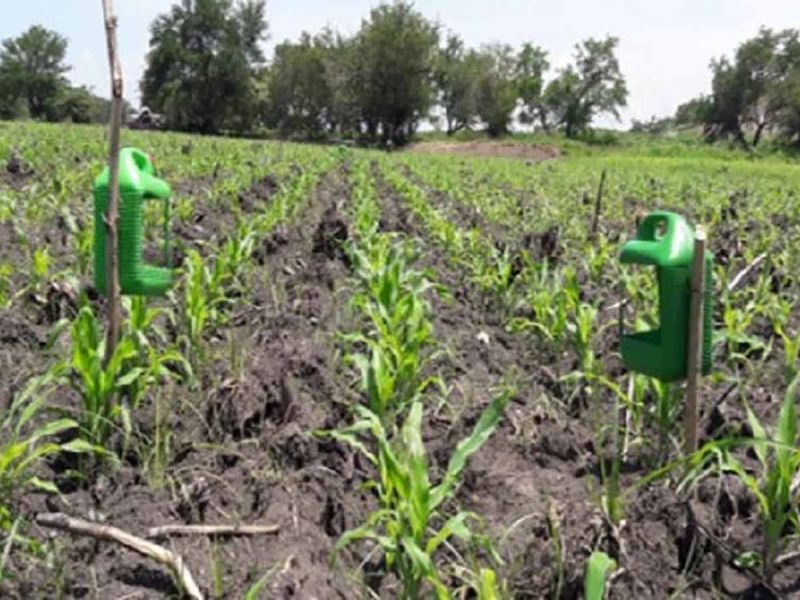 IPN propone manejo agroecológico de plagas en cultivos de interés económico