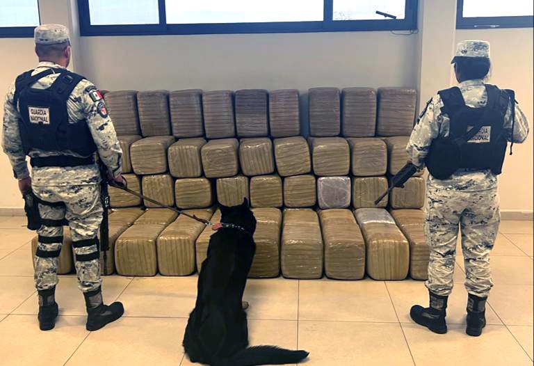 GN intercepta más de media tonelada de marihuana en Nuevo León