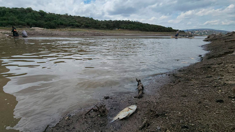 Alertan por venta de pescado contaminado extraído de presa Requena, en Hidalgo